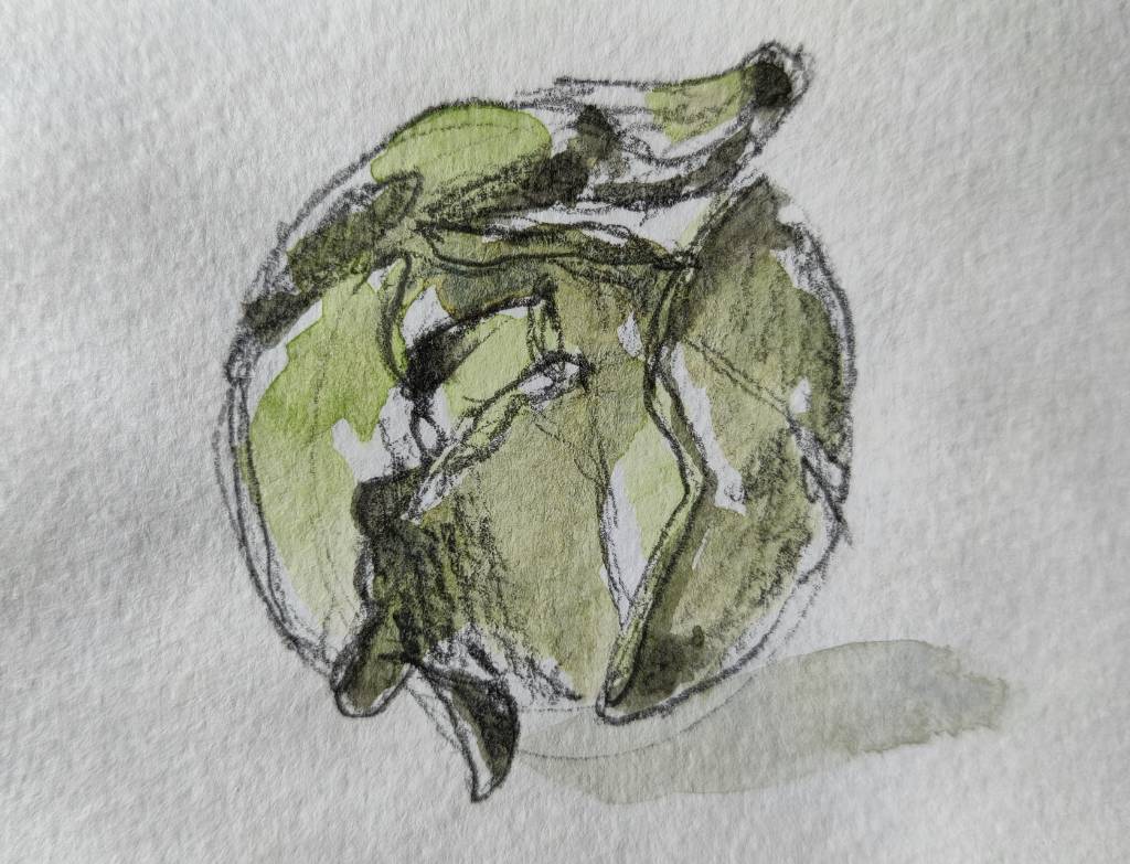Croquis au crayon et aquarelle d'un chou vert (qui ressemble peut-être plus à un chou de Bruxelles)