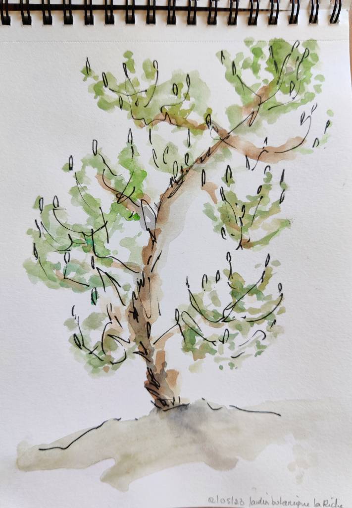 Croquis à l'aquarelle d'un arbre. Comme sur un dessin d'enfant, les branches semblent être sur un même plan. Inscription : "02/05/23, Jardin botanique La Riche"